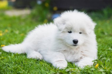 Yeşil çimlerin üzerinde Komik Samoyed köpek yavrusu