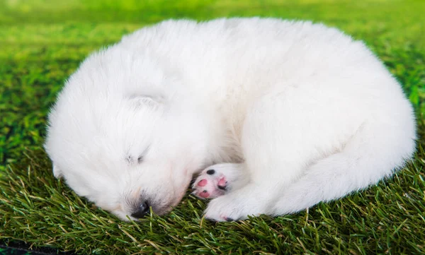 Alb mic câine cățeluș Samoyed pe fundal de iarbă verde — Fotografie, imagine de stoc