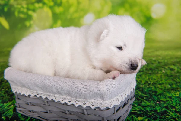 Branco pequeno cachorro Samoyed cão no fundo grama verde — Fotografia de Stock