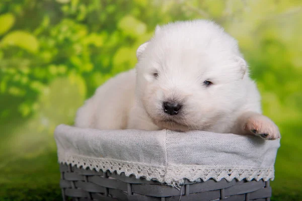 Witte kleine Samoyed puppy hond op groen gras achtergrond — Stockfoto