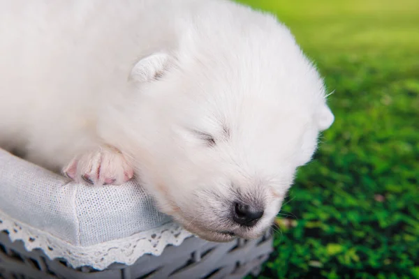 Branco pequeno cachorro Samoyed cão no fundo grama verde — Fotografia de Stock