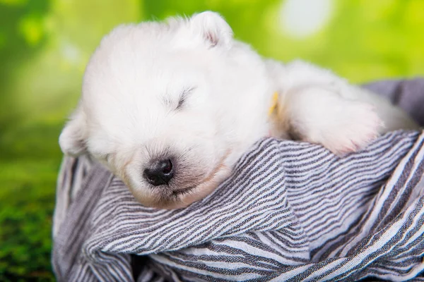 Bianco piccolo cane cucciolo Samoyed su sfondo erba verde — Foto Stock