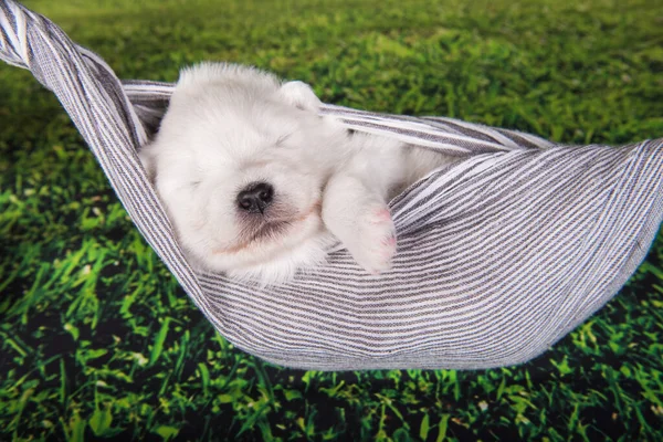 Blanco peludo pequeño perro cachorro Samoyed está en una bufanda —  Fotos de Stock