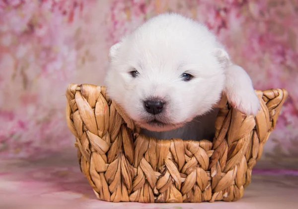 Branco fofo pequeno cachorrinho Samoyed cão na cesta — Fotografia de Stock