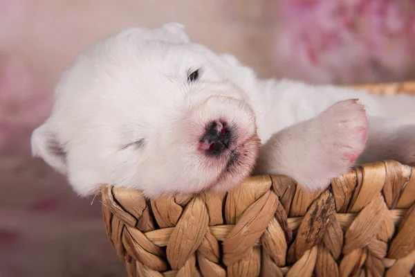 Branco fofo pequeno cachorrinho Samoyed cão na cesta — Fotografia de Stock