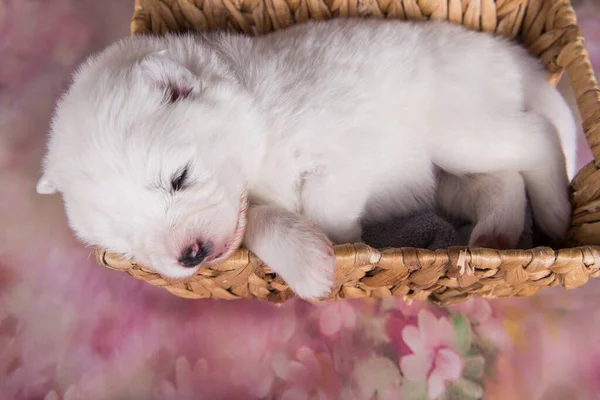 Branco fofo pequeno cachorrinho Samoyed cão na cesta — Fotografia de Stock