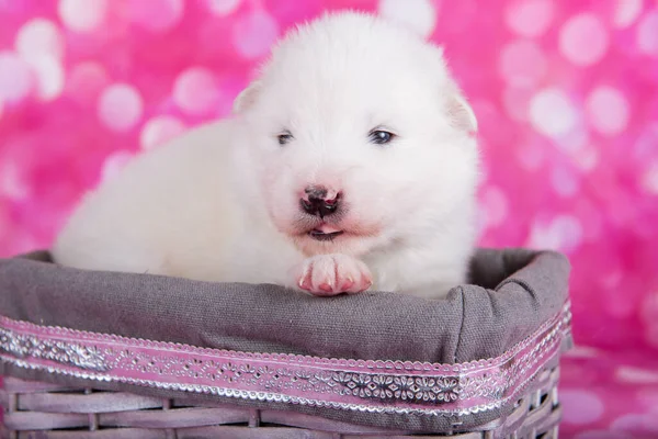 Biały puszysty mały Samoyed szczeniak w koszyku — Zdjęcie stockowe