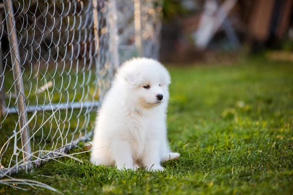 Yeşil çimlerin üzerinde Komik Samoyed köpek yavrusu — Stok fotoğraf