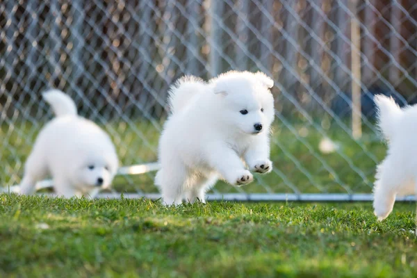 Divertido esponjoso blanco Samoyed cachorros perros están jugando —  Fotos de Stock