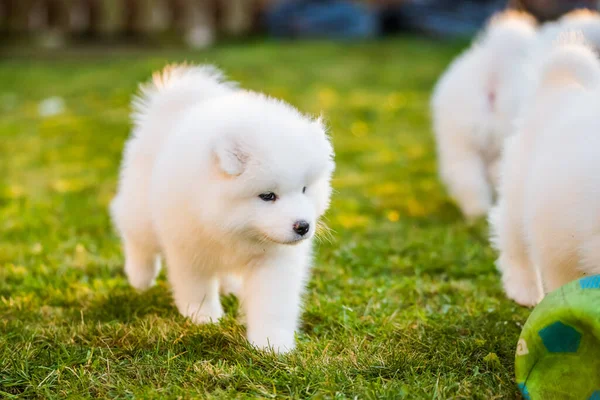 Grappig pluizig wit Samoyed puppies honden spelen — Stockfoto