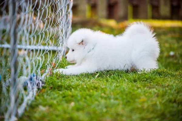 Funny Samoyed puppy on the green grass — Stock Photo, Image