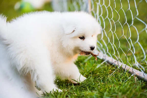 Cachorro divertido Samoyed en la hierba verde —  Fotos de Stock