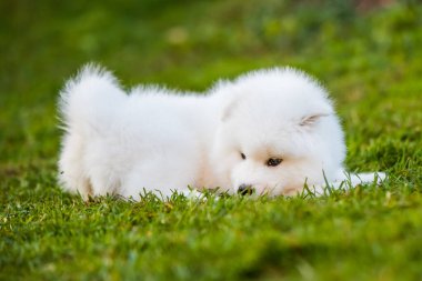 Yeşil çimlerin üzerinde Komik Samoyed köpek yavrusu
