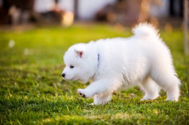Sevimli Samoyed köpek yavrusu çimlerde koşuyor