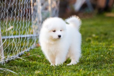 Yeşil çimlerin üzerinde Komik Samoyed köpek yavrusu