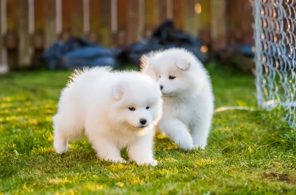 Lustige flauschige weiße Samojewelpen Hunde spielen — Stockfoto