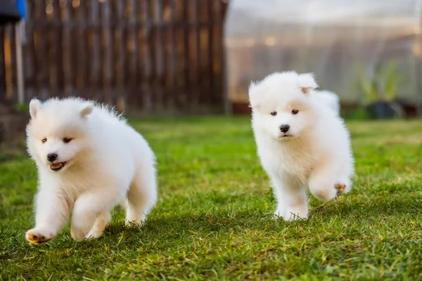 面白いふわふわ白い毛の子犬犬が遊んでいます — ストック写真