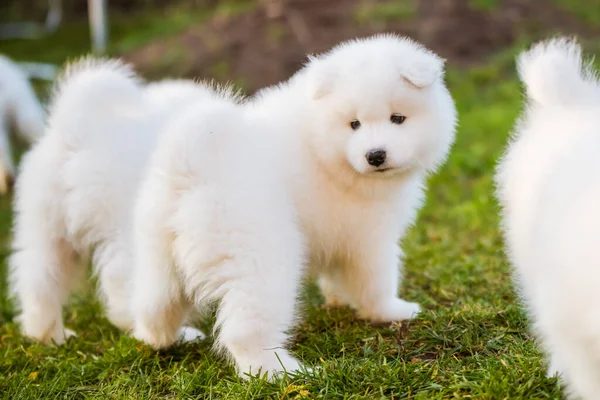 Divertido esponjoso blanco Samoyed cachorros perros están jugando —  Fotos de Stock