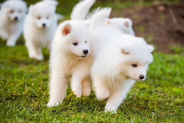 Divertido esponjoso blanco Samoyed cachorros perros están jugando —  Fotos de Stock