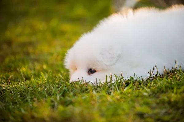 Vicces Samoyed kiskutya a zöld füvön — Stock Fotó