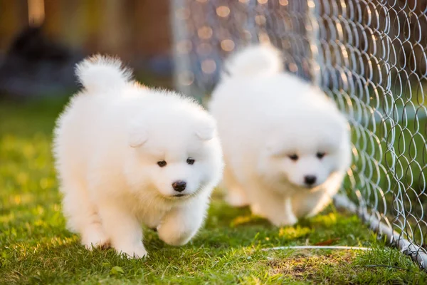 Drôle blanc gonflé Chiots Samoyed chiens jouent — Photo