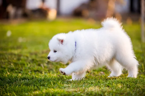 Suloinen Samoyed pentu käynnissä nurmikolla — kuvapankkivalokuva