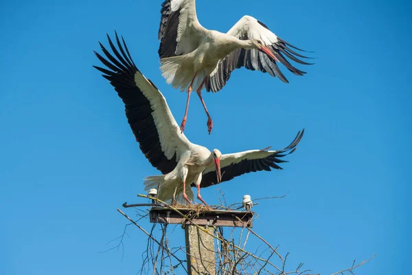 To hvite storker i rede mot blå himmel – stockfoto