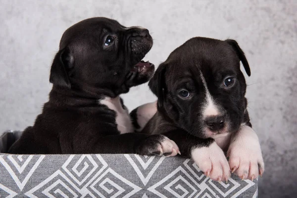 Black and white American Staffordshire Terrier dogs or AmStaff puppies — Stock Photo, Image