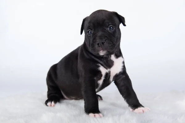 Black and white American Staffordshire Terrier dog or AmStaff puppy on white background — Stock Photo, Image