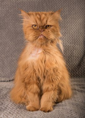 Gri arka planda yaşlı kırmızı İran kedisi