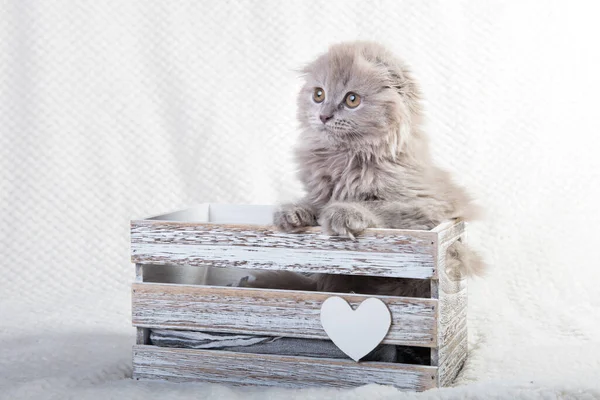 Scottish fold Highland fold Kätzchen Katze sitzt in Box mit Osterei — Stockfoto