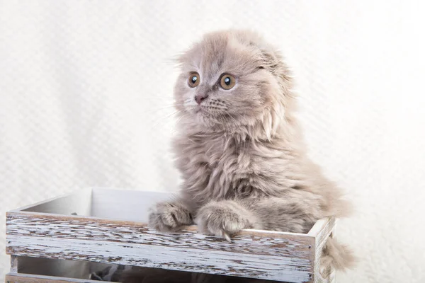 Scottish fold Highland fold kitten cat is sitting in box with Easter egg — Stock Photo, Image