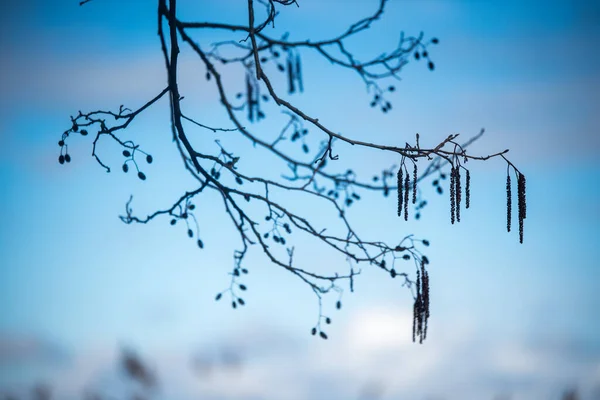 Силуэт ольховой ветви против голубого неба — стоковое фото