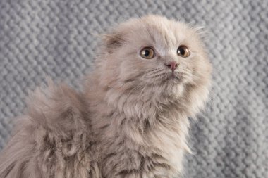 İskoç katlı İskoç katlı kedi yavrusu Gri tüylü kedi