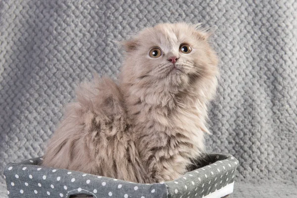 Scottish fold Highland fold Kätzchen grau flauschige Katze — Stockfoto