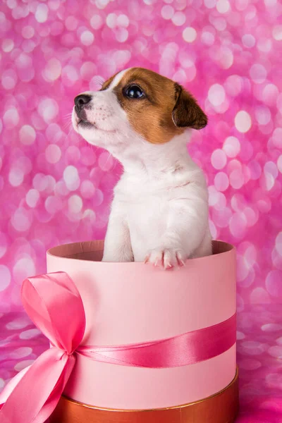 Prezentuj pudełko z Cute Jack Russel terrier szczeniak na różowym — Zdjęcie stockowe