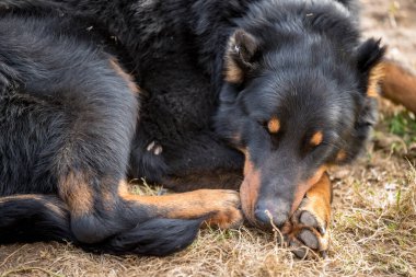 Büyük Köpek Beauceron. Beauceron, Orta Fransa düzlüklerinden gelen bir çoban köpeği cinsidir..