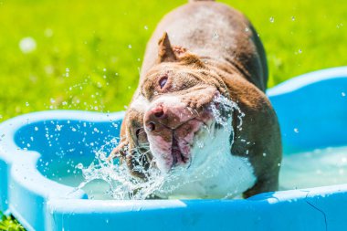 Amerikan kabadayı köpeği dışarıda havuzda yüzüyor.