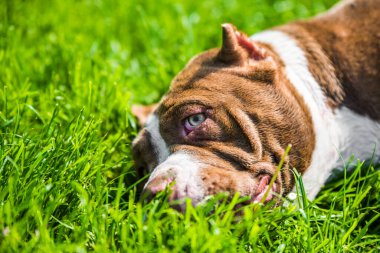 Çikolata rengi Amerikan Bully köpeği yeşil çimlerin üzerinde yatıyor. Kaslı vücutlu orta boy bir köpek.