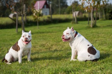 Doğada iki beyaz Amerikan kabadayı köpeği var. Kaslı gövdeli orta boy köpekler.