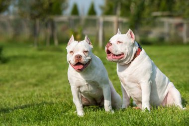 Doğada iki beyaz Amerikan kabadayı köpeği var. Kaslı gövdeli orta boy köpekler.