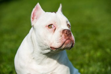 Beyaz Amerikalı zorba köpek yavrusu yeşil çimlerde oturuyor. Büyük kaslı, orta boy bir köpek.