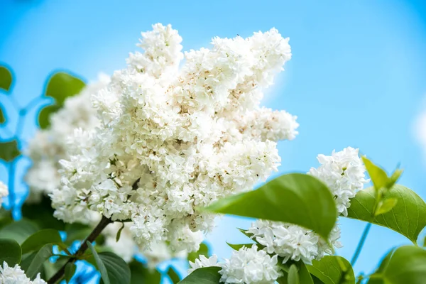 White Lilac Branch Blue Sky Blossoming Common Syringa Vulgaris Lilacs — Stockfoto