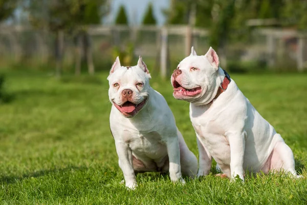 Dos Perros Bravucón Americano Color Blanco Están Naturaleza Perros Medianos — Foto de Stock