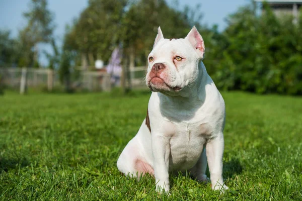 白いアメリカのいじめ子犬の女性の犬の緑の芝生の上に座っている 中くらいの大きさの犬でかさばる筋肉質 — ストック写真