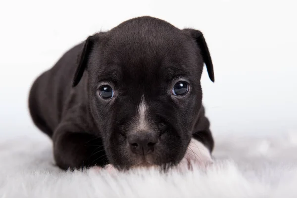 Siyah Beyaz Amerikan Staffordshire Terrier Köpeği Beyaz Arka Planda Amstaff — Stok fotoğraf