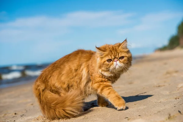 Gato Persa Rojo Está Sentado Playa Del Mar Báltico — Foto de Stock