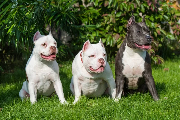 Two White American Bully puppies dogs and blue brindle American Staffordshire Terrier dog sitting on green grass.