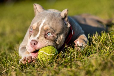 Bir cep leylağı rengi erkek Amerikan zorba köpek yavrusu yeşil çimlerde tenis topuyla oynuyor..