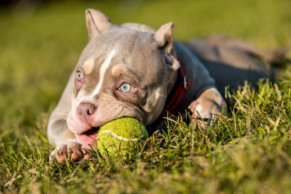 Maschio Colore Lilla Tascabile American Bully Cucciolo Cane Sta Giocando — Foto Stock